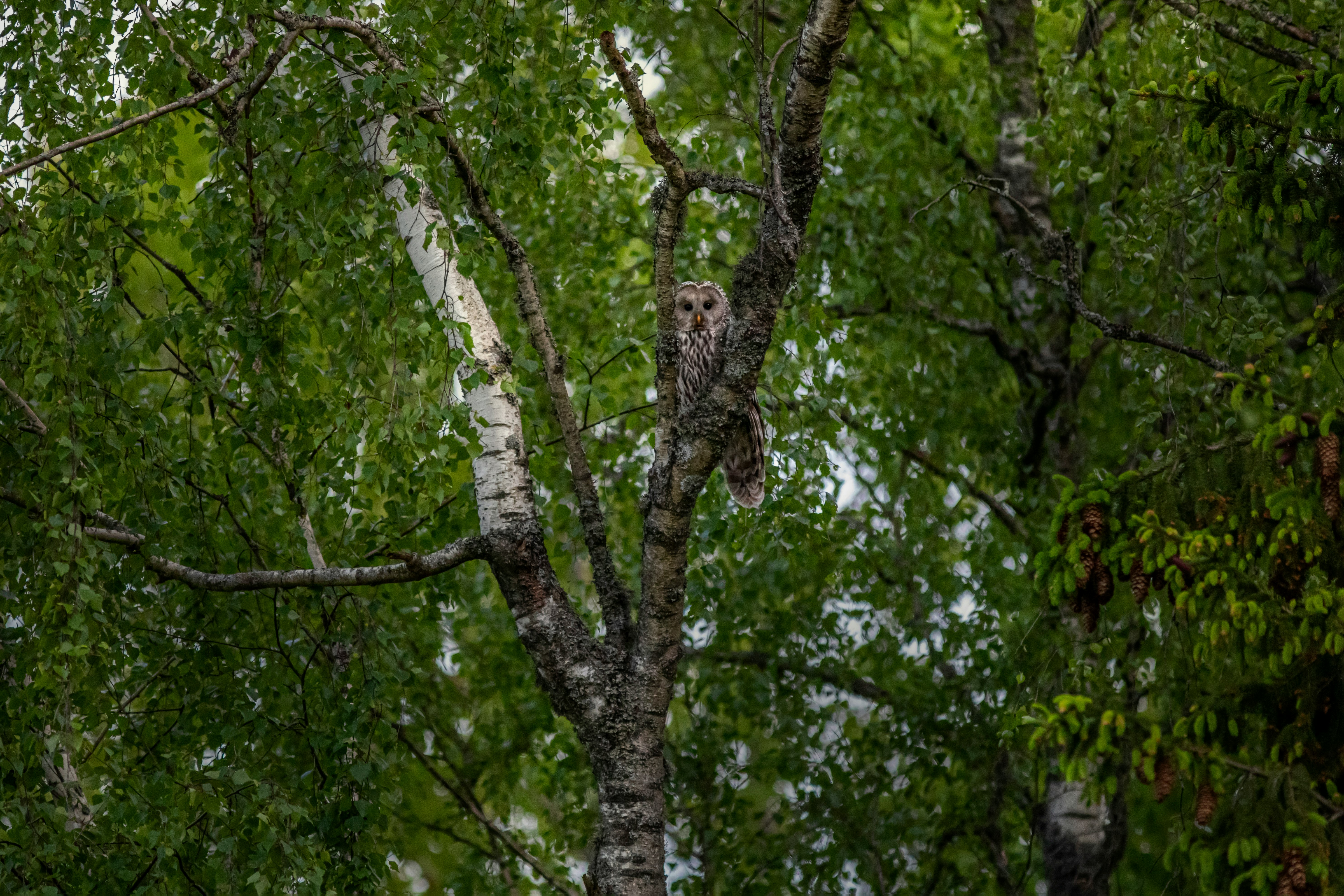 brown owl on tree branch during daytime